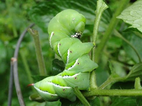 How To Get Rid Of Tomato Hornworms Naturally
