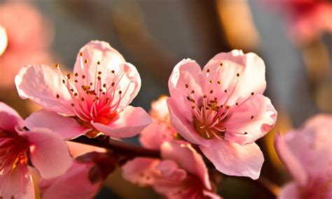 15 Beautiful Fruit Tree Flowers And Blossoms
