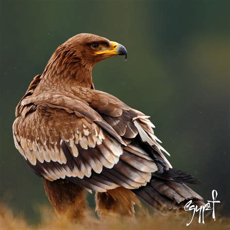 Experienceegypt On Twitter Steppe Eagle Is The National Bird Of Egypt
