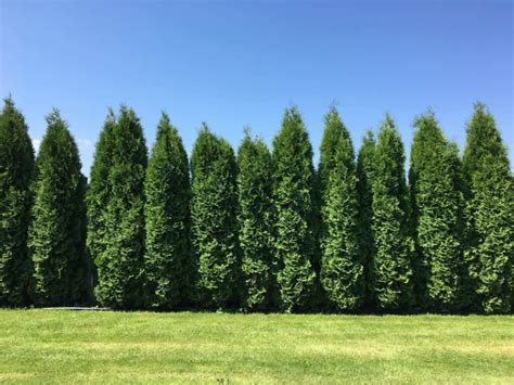 Leyland Cypress Vs Thuja Green Giant