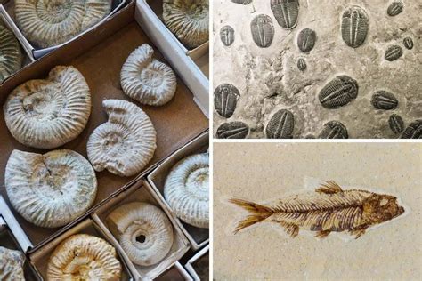 Marine Fossils Guide Types Tips And Advice Nature Roamer