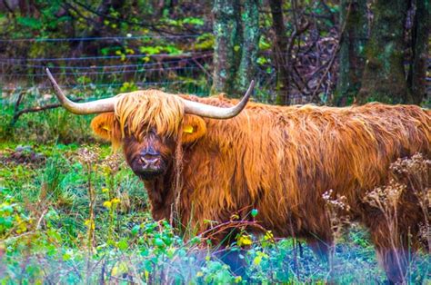 Best Places To See Highland Cows In Scotland Near Edinburgh