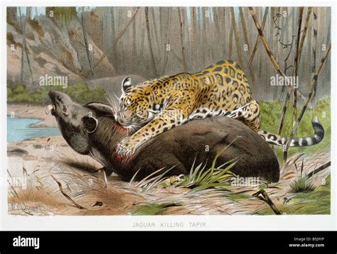 Jaguar Killing Tapir Panthera Onca New World Feline Big Cat Cats Stock