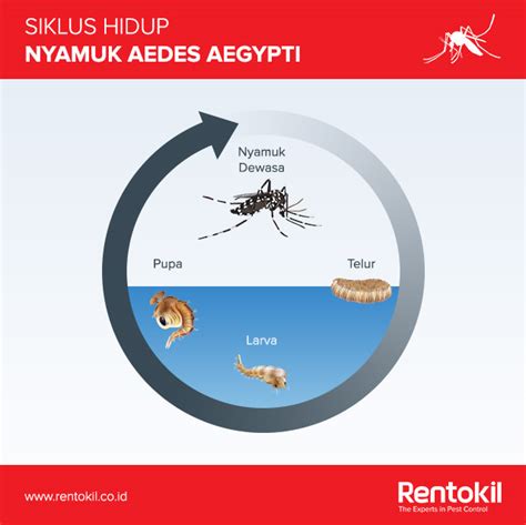 Ciri Morfologi Nyamuk Aedes Aegypti