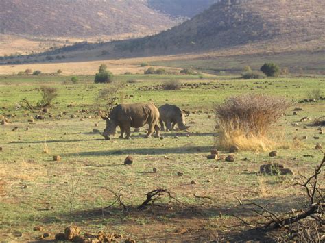 South African Safari Photos Pilanesberg National Park
