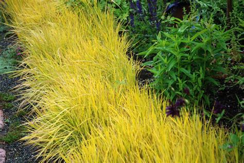 Ornamental Grasses Bring Low Maintenance To The Landscape Greenhouse