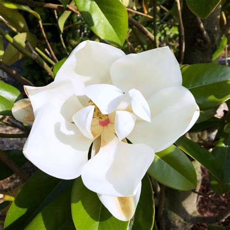 A White Flower With Green Leaves In The Background