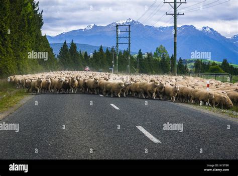 New Zealand Farmer Moving Sheep Hi Res Stock Photography And Images Alamy