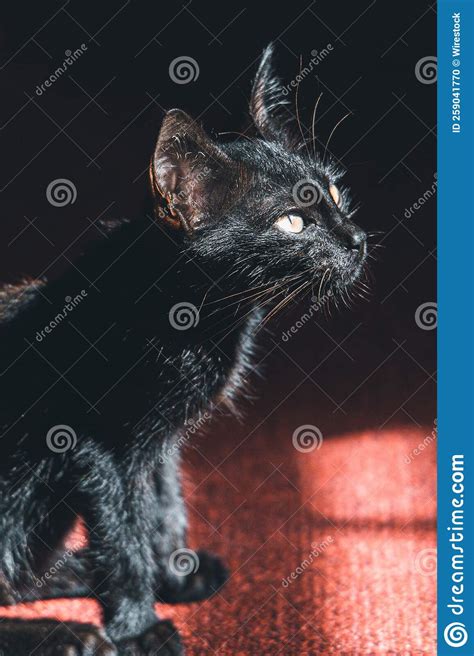 Black Kitten Sitting On The Red Carpet Stock Photo Image Of Feline