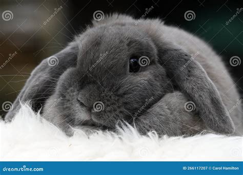 Cute French Lop Bunny Rabbit Stock Image Image Of Mammal Autumn