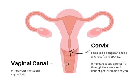 How To Check Cervix Position Mca Online