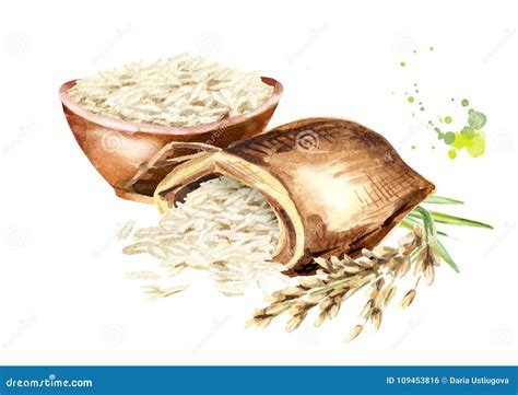 White Rice Composition Watercolor Hand Drawn Illustration Isolated On
