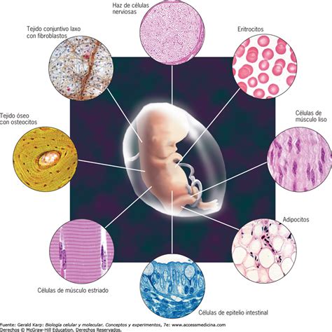Lista Foto Imagenes De Celulas Humanas Y Sus Partes Alta Definici N Completa K K