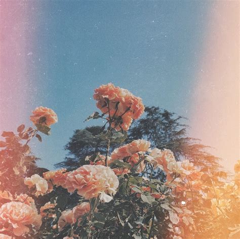 Cute Aesthetic Pictures Of Flowers