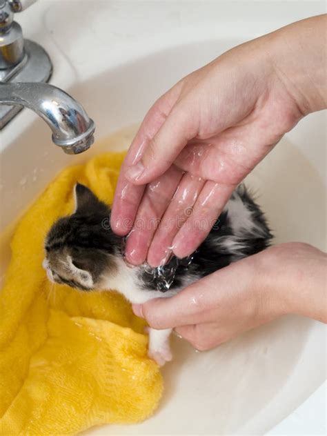 Kitten Spa Bathtime Imagen De Archivo Imagen De Fondo 14360643