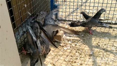 Pigeons For Sale In Narela Delhi Mobile Number 98736 53666 Youtube