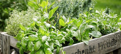 Grow Herbs For Profit The Best Herbs To Grow How To Do It Grocycle