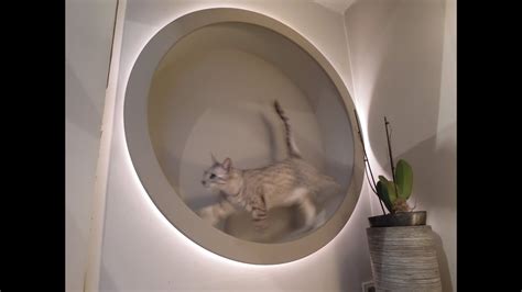 How to make a diy cat exercise running wheel with open sides. homemade DIY cat wheel (and also designlight) - YouTube