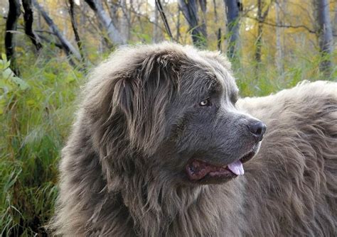 10 Best Extra Large Dog Breeds For Lovers Of Huge And