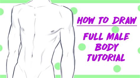 Divine Info About How To Draw Male Anatomy Airportprize
