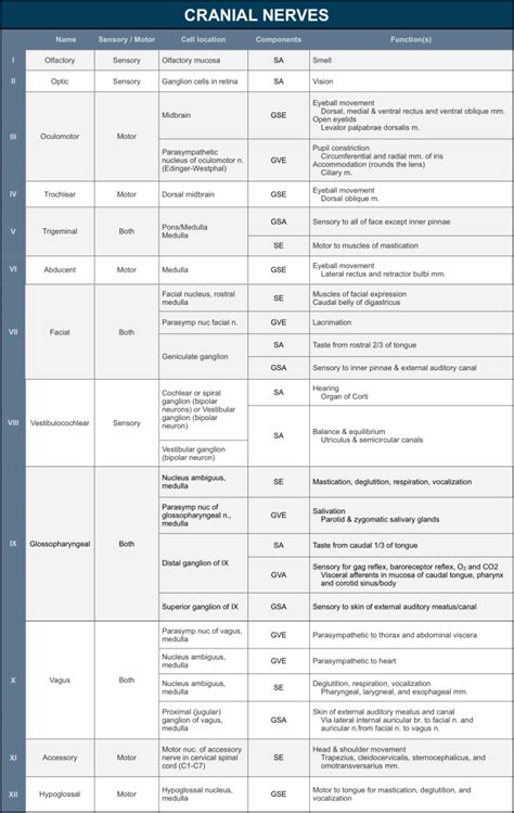 Cranial Nerve Chart Neuropetvet