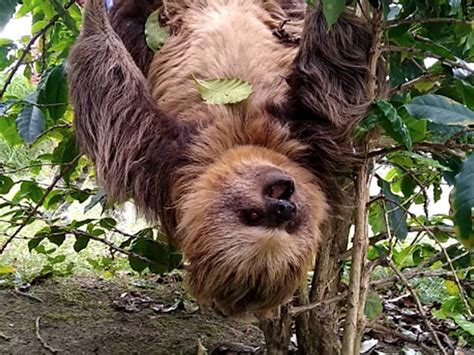 Alli en el bosque entre el dosel y las orquídeas silvestres, se observaba un oso perezoso colgado de las ramas de un árbol. VIDEO Oso perezoso fue rescatado en El Pital, Huila • La ...