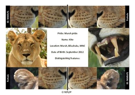 Masai Mara National Reserve Lion Ids Mara Predator Conservation Programme