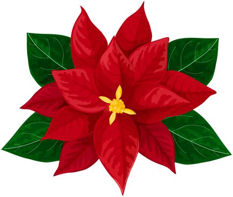 Best Ideas For Coloring Poinsettia Flowers Drawings
