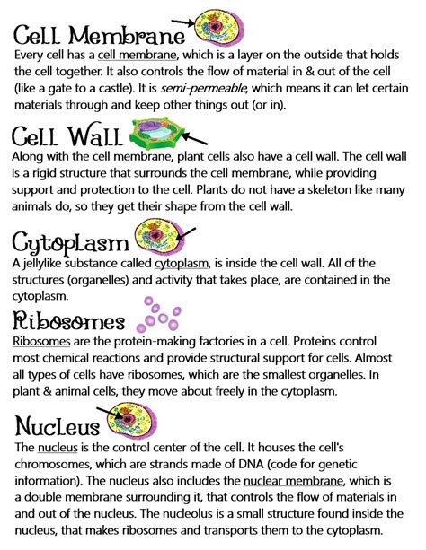 Plant And Animal Cells Parts Of A Cellorganelles ~ Anchor Chart
