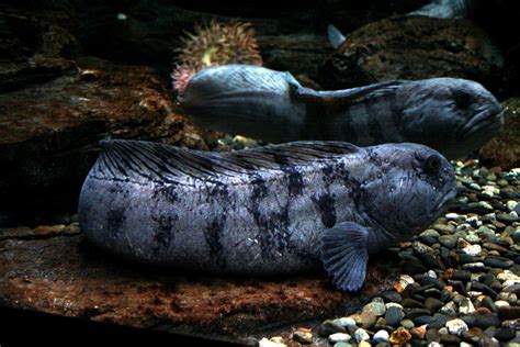 Wolf Fish Information And Picture Sea Animals