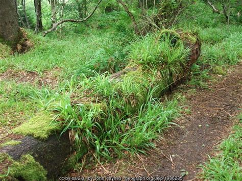 Temperate Rainforest On The North West © John Haynes Geograph