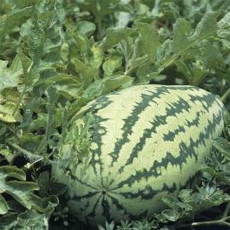 Melon companion plants image above is part of the post in melon companion plants gallery. What Plants Can Watermelon Be Planted Close By? | How to ...