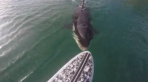 Paddleboarder Gets Surprise Nibble From Curious Orca Whales And