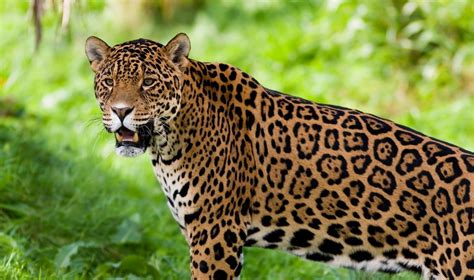 We did not find results for: Brazilian Jaguar | The Parody Wiki | FANDOM powered by Wikia