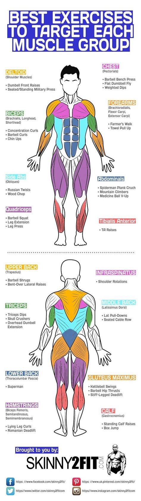 Best Exercises To Target Each Muscle Group Weightlossjum