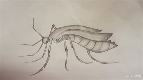 How To Draw A Mosquito Step By Step For Beginnerspencil Drawing And