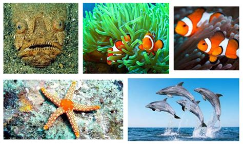 Konsep 33 Gambar Hewan Laut
