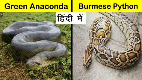 Green Anaconda Vs Burmese Python Comparison In Hindi Shorts Short