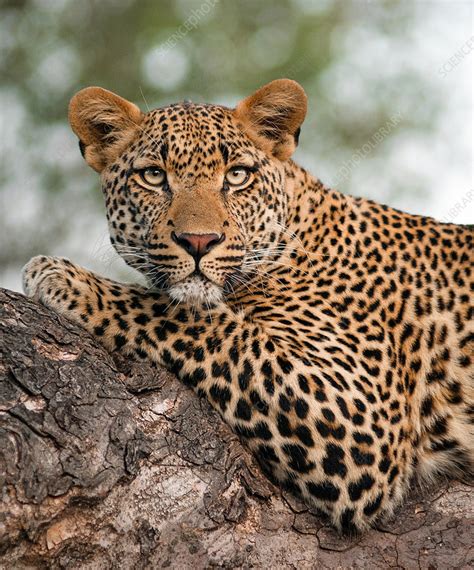 A Leopards Upper Body Lying On Tree Branch Stock Image F0254053
