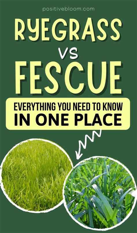 Ryegrass Vs Fescue Everything You Need To Know In One Place