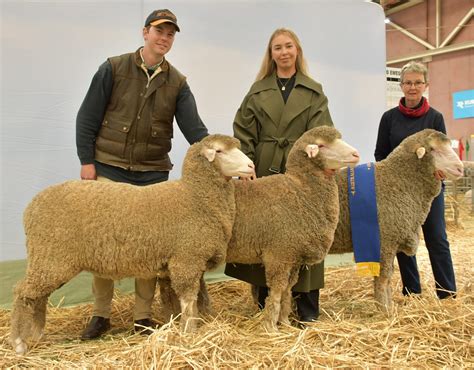 Best Exhibit Of Three Sheep Asba Bendigo Show 2022