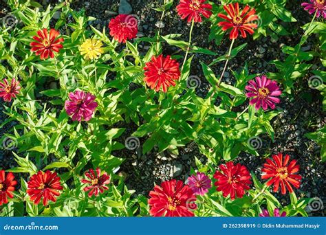 Common Zinnia Zinnia Elegans In Garden Closeup Top View Flower