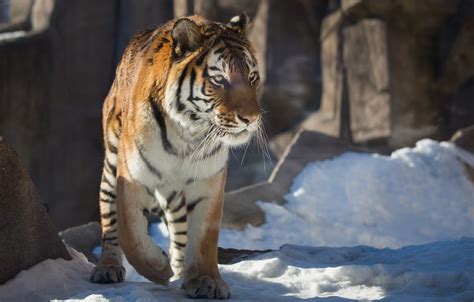Wallpaper Winter Snow Tiger Predator Wild Cat Images For Desktop