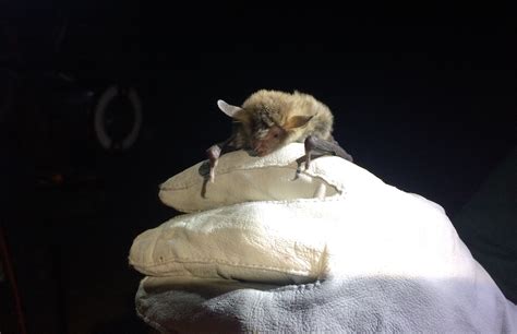10 Year Study Shows Promising Recovery Of Bat Species Rural
