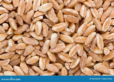 Farro Grains Stock Photo Image Of Wheat Closeup Grains 24316478