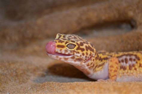 Sexing Leopard Geckos A Guide To Determining Their Gender Reptiles Guide