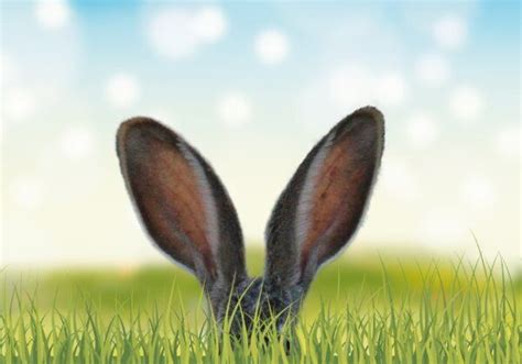 40 Bunny Facts To Make You Go ‘squee Blog Peta India Rabbit