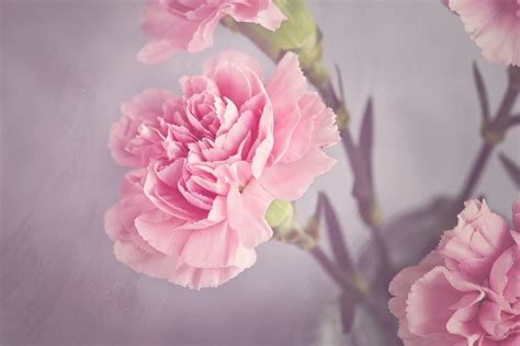 Pink Carnation Flower Free Image Peakpx