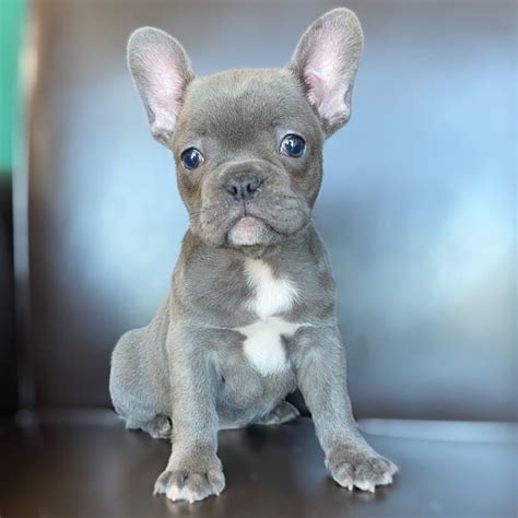 33 20 Lb French Bulldog Image Bleumoonproductions