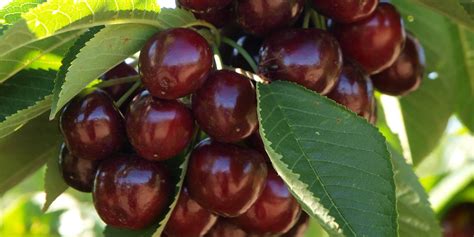 Cherry Growers Australia Inc National Organisation That Represents